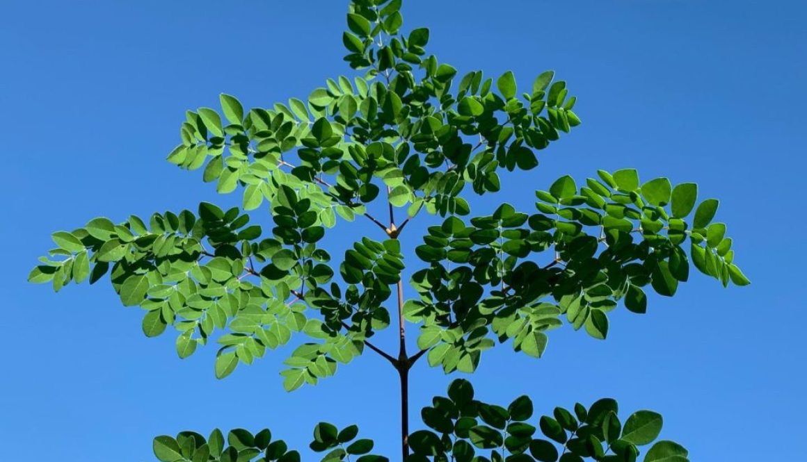 fresh moringa leaves